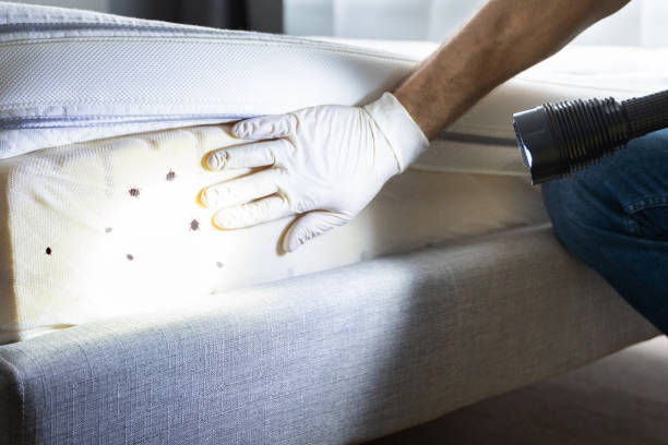 Best Ant Control Services  in St Simons, GA