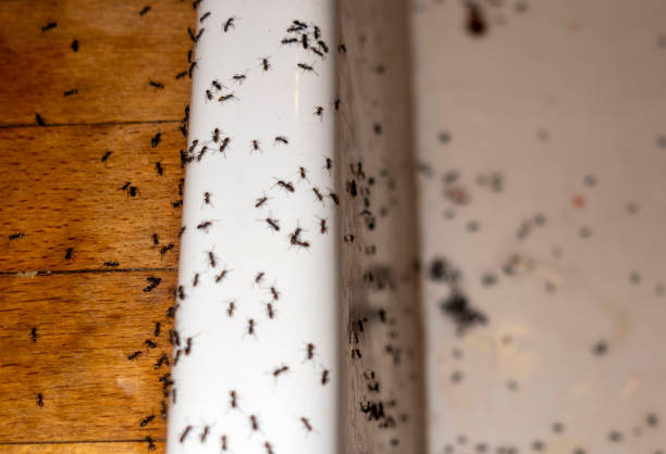 Best Affordable Pest Control Services  in St Simons, GA