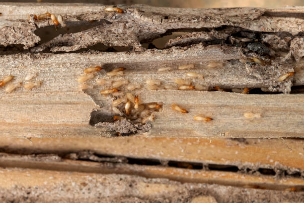 Best Bed Bug Extermination  in St Simons, GA