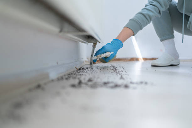 Best Spider Control Near Me  in St Simons, GA